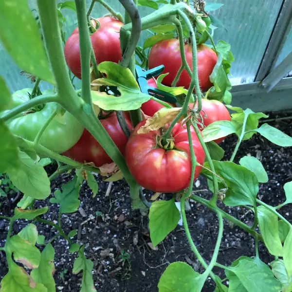 Tomaten: Himbeere (Maliniak)