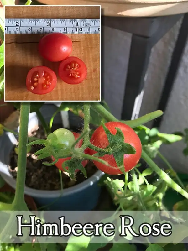 Tomaten: Himbeere Rose