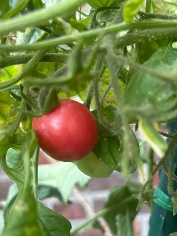 Tomaten: Himbeerfarbig