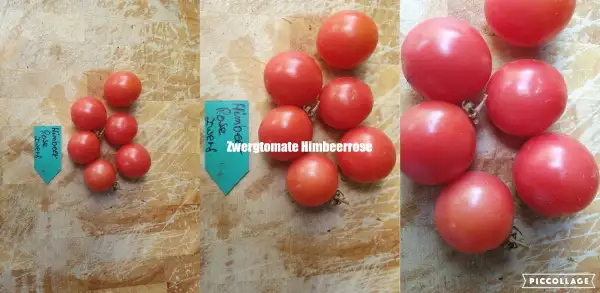 Tomaten: Himbeerrose - Microdwarf/Zwergtomate
