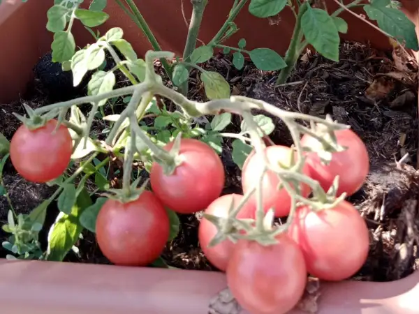 Tomaten: Himbeerrose