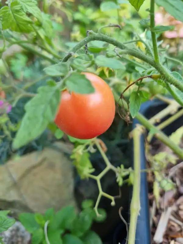 Tomaten: Himbeerrose