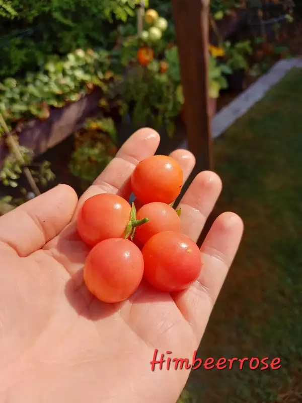 Tomaten: Himbeerrose