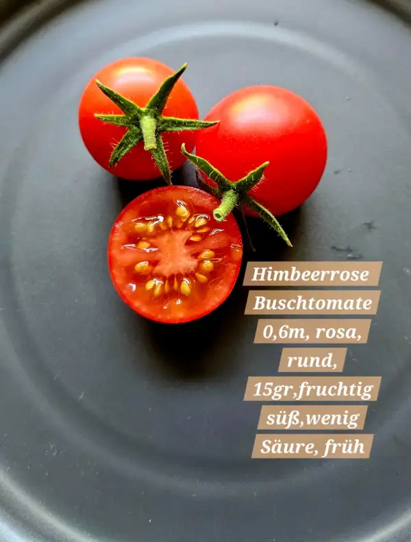 Tomaten: Himbeerrose