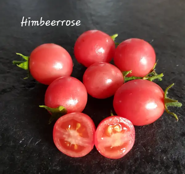 Tomaten: Himbeerrose