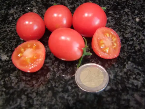 Tomaten: Himbeerrose