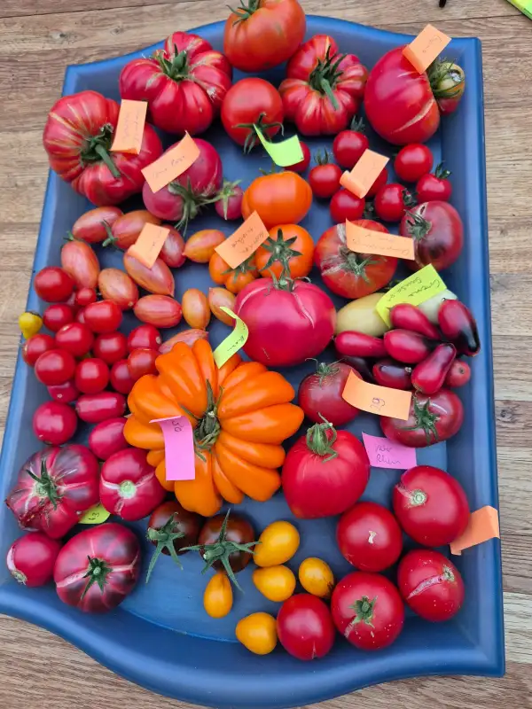 Tomaten: Himbeerrose
