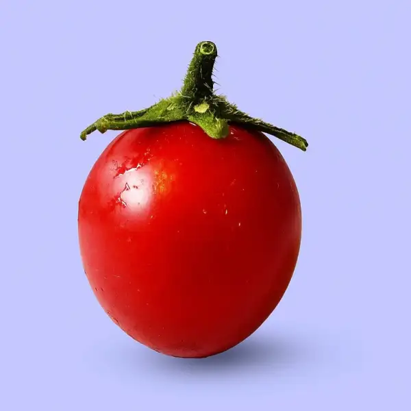 Tomaten: Himbeerrose
