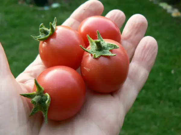 Tomaten: Himbeerrose