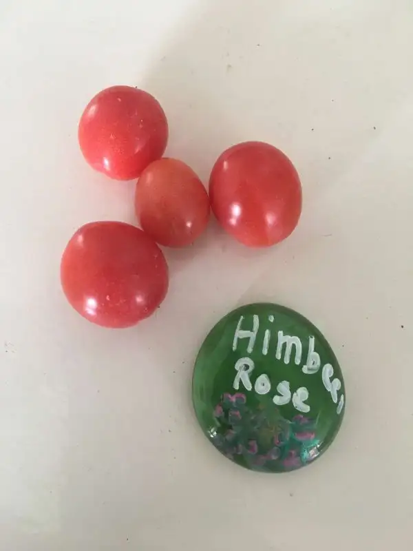 Tomaten: Himbeerrose