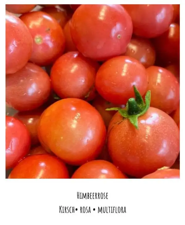 Tomaten: Himbeerrose