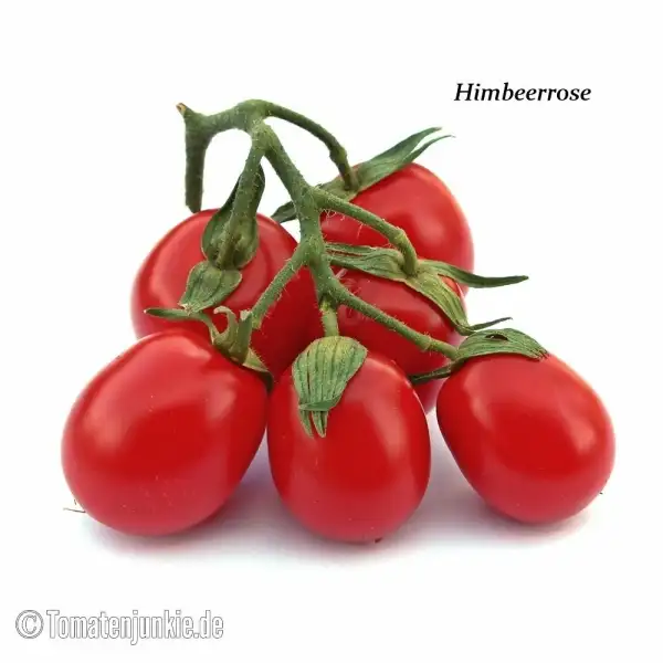 Tomaten: Himbeerrose