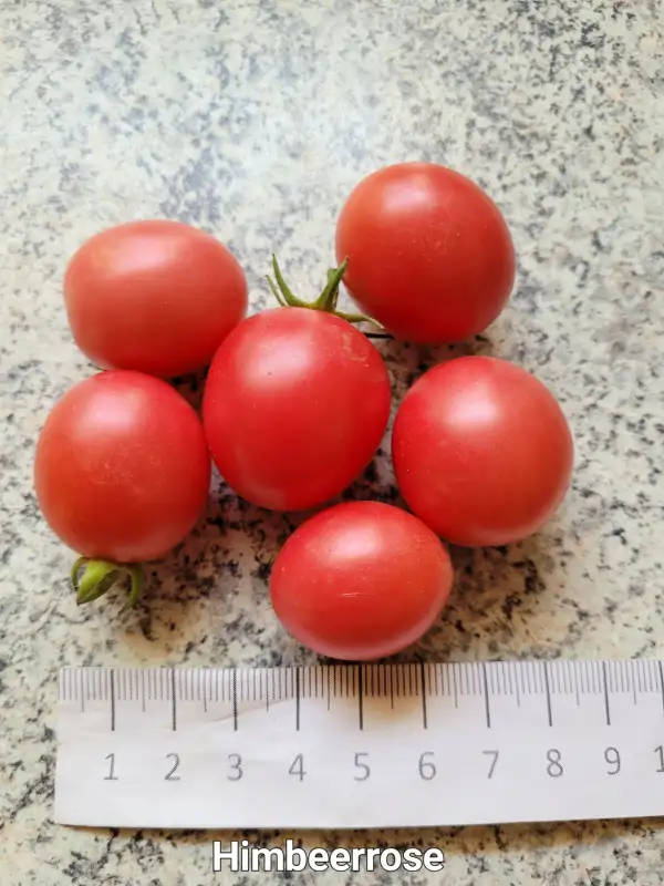 Tomaten: Himbeerrose