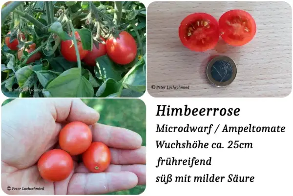 Tomaten: Himbeerrose Microdwarf / Ampeltomate