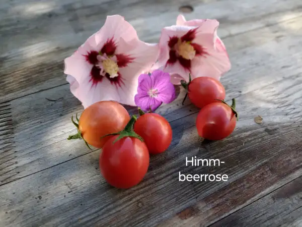 Tomaten: Himmbeerrose