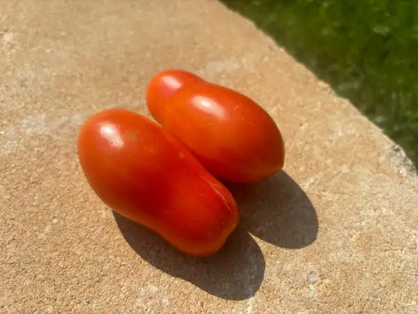 Tomaten: Himmelsstürmer