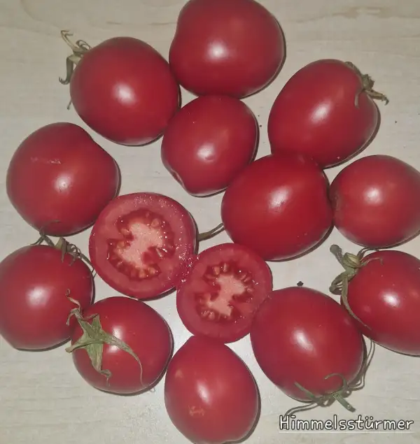 Tomaten: Himmelsstürmer