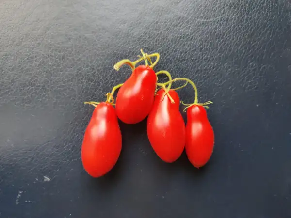 Tomaten: Himmelsstürmer