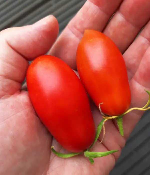 Tomaten: Himmelsstürmer