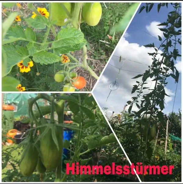 Tomaten: Himmelsstürmer