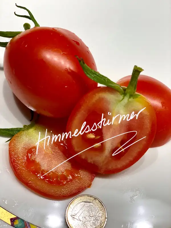 Tomaten: Himmelsstürmer