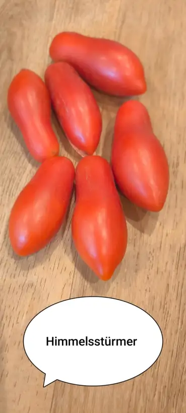 Tomaten: Himmelstürmer