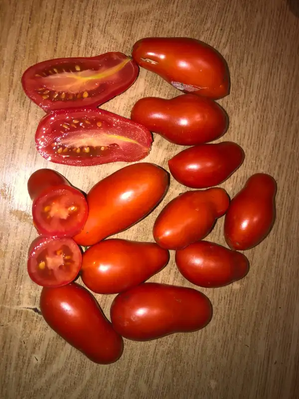 Tomaten: Himmerstümer