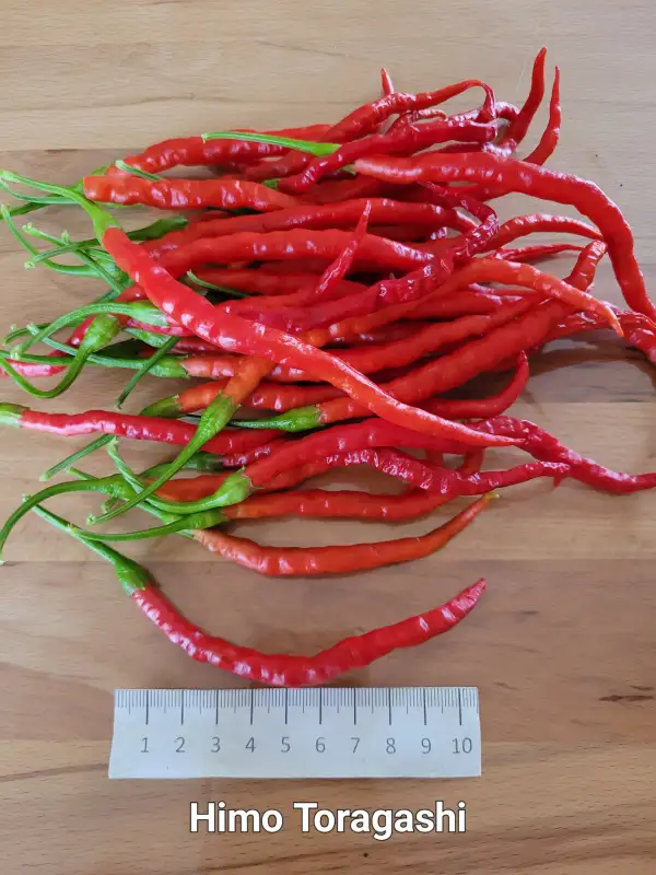 Chili / Paprika: Himo Togarashi	Schärfe:	1	Höhe:	70cm