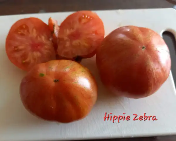 Tomaten: Hippie Zebra