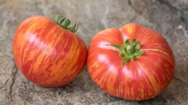 Tomaten: Hippie Zebra