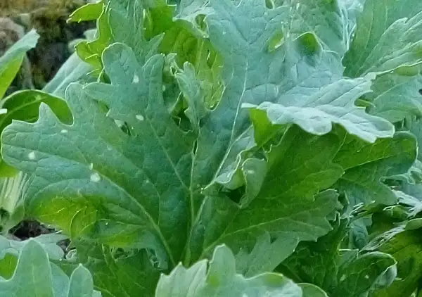 Salate: Hiroshimana (Brassica rapa subvar. hiroshimana) ist eine traditionelle Varietät des Chinakohls und gilt als kulinarische Delikatesse (Chinmi) der japanischen Küche