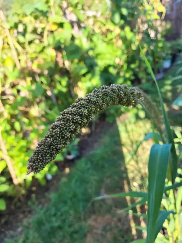 andere Gemüse: Hirse