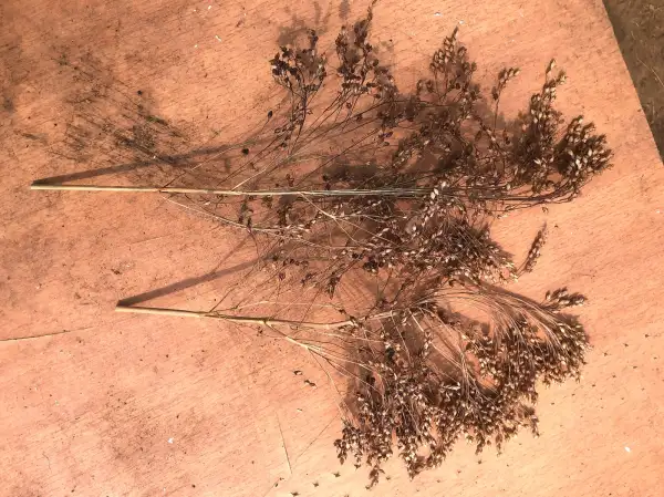 andere Gemüse: hirse 