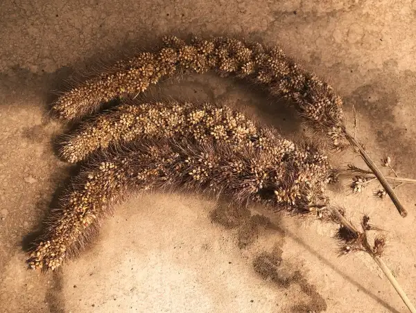 andere Gemüse: hirse 