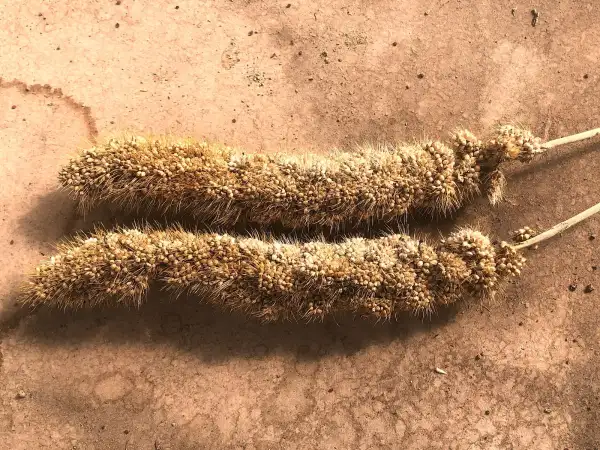 andere Gemüse: hirse
