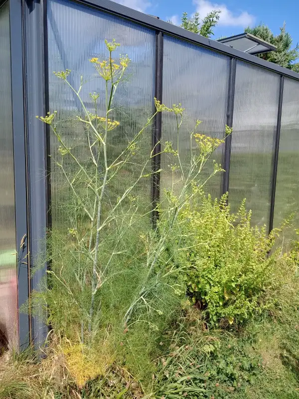 Kräuter: historischer Teefenchel /Gewürzfenchel