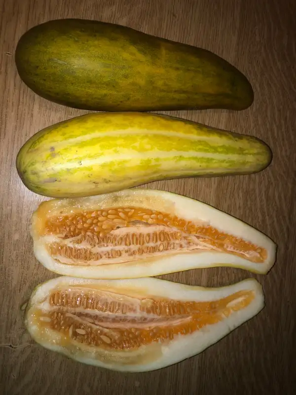 Obst: Hithadhoo Maldives melone (cv. momordica)