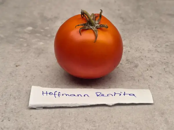Tomaten: Hoffmann Rentita
