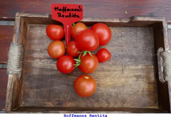 Tomaten: Hoffmann’s Rentita