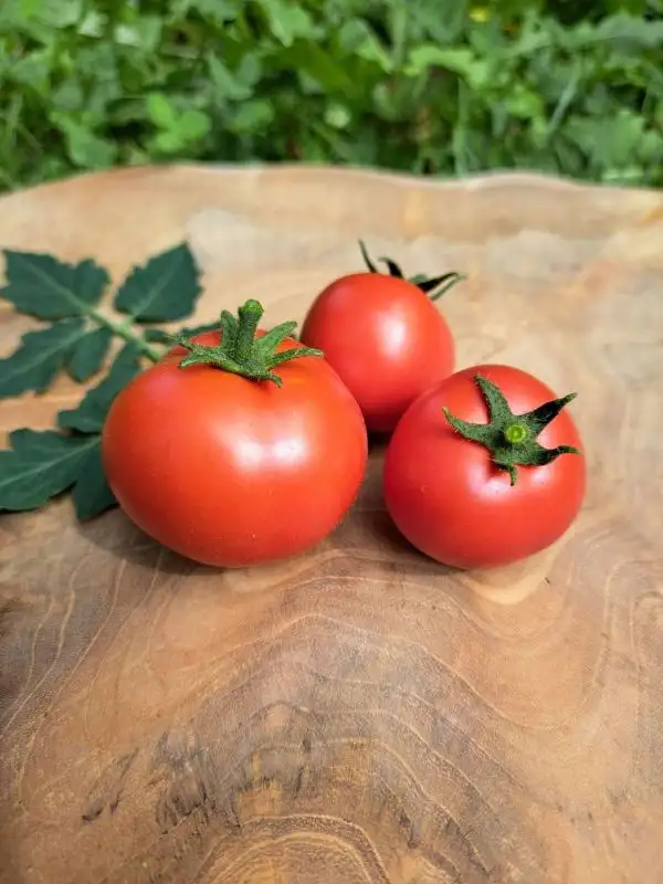 Tomaten: Hoffmann