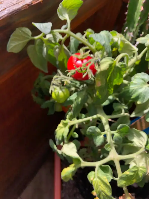 Tomaten: Hoffmanns Rendita
