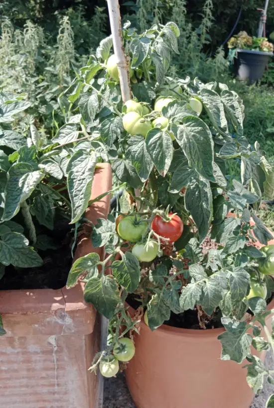 Tomaten: Hoffmanns Rentita