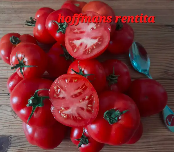 Tomaten: Hoffmanns Rentita
