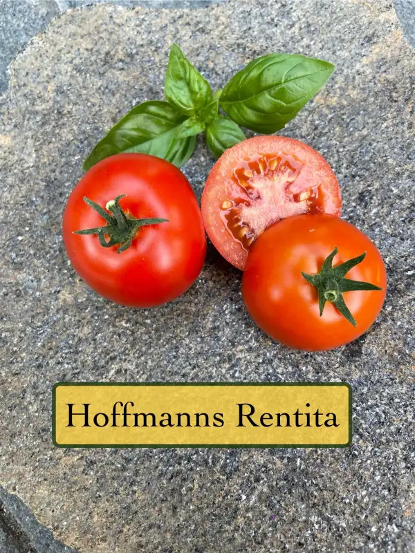 Tomaten: Hoffmanns Rentita