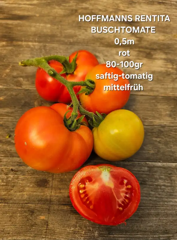 Tomaten: Hoffmanns Rentita