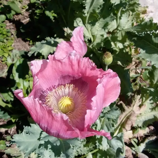Blumen: Hoher Ziermohn purpurfarben - Die zarten Mohnblumen hauchen ihre Schönheit in den Tag