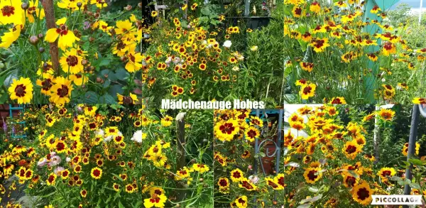 Blumen: Hohes - Mädchenauge