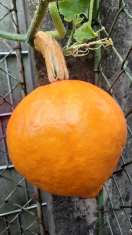 Kürbisse: Hokaido Kürbis
