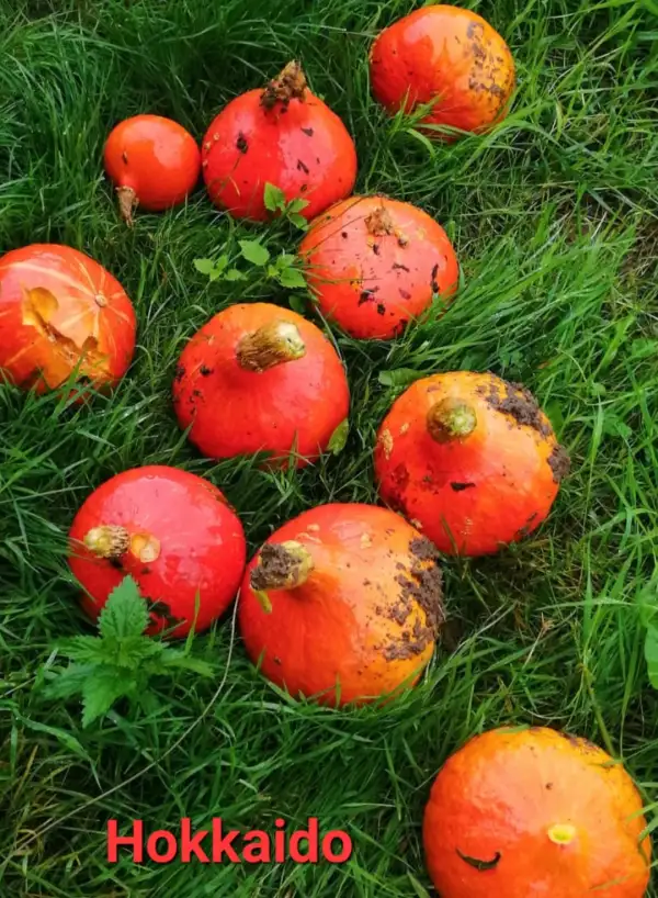 Kürbisse: Hokkaido Red Kuri (Sortenrein & Samenfest)