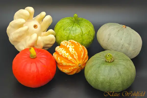 Kürbisse: Hokkaido rot, grün, blau